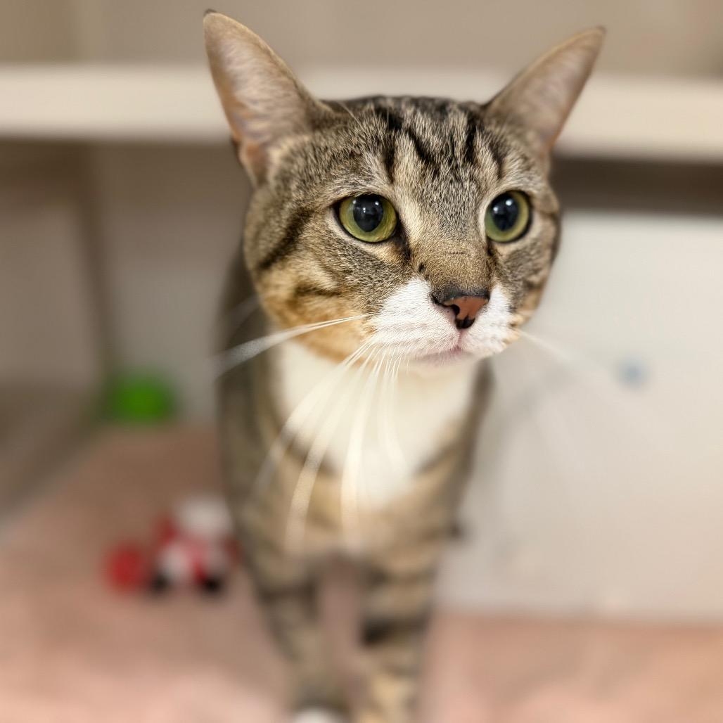 Enlarge Jimmy, a Adoptable Domestic Short Hair in Sarasota, FL image 1/1