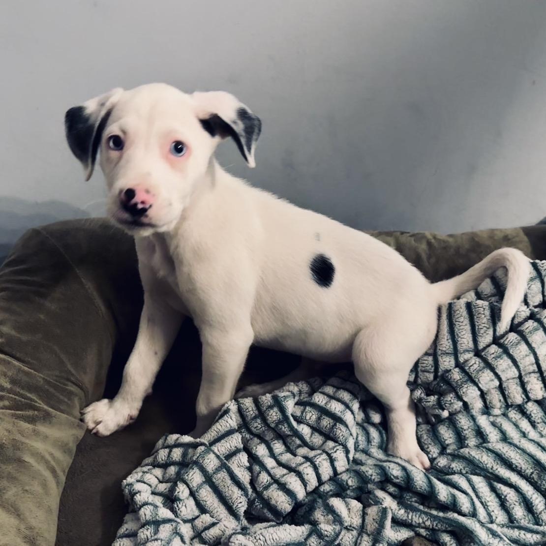 Theodore thumbnail 2