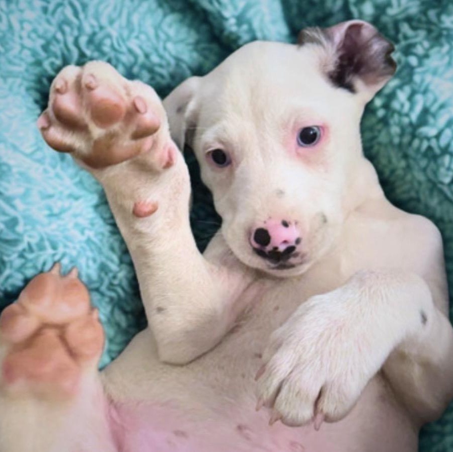 Theodore thumbnail 3