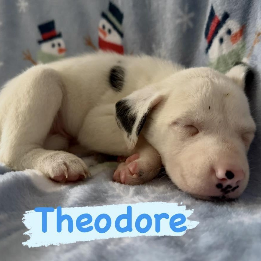 Enlarge Theodore, a ADOPTABLE mixed breed in Calabash, NC image 1/1