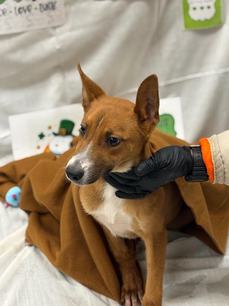 lexie, Adoptable, Puppy Female Mixed Breed.