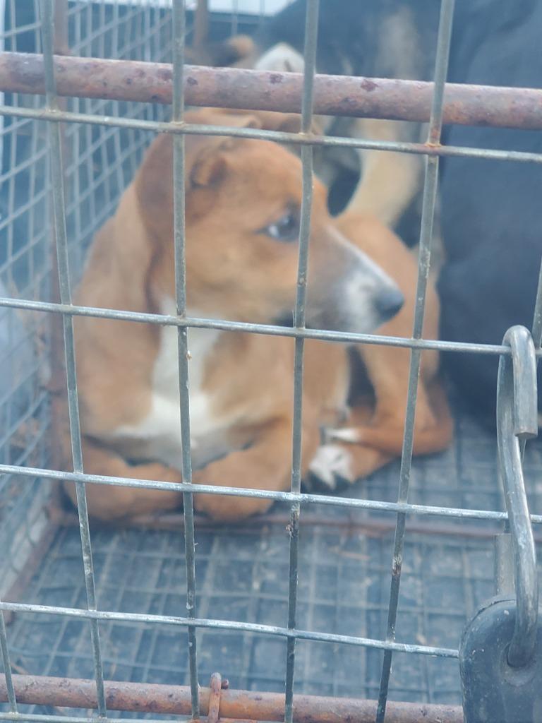 Enlarge lexie, a Adoptable mixed breed in Effingham, SC image 1/1