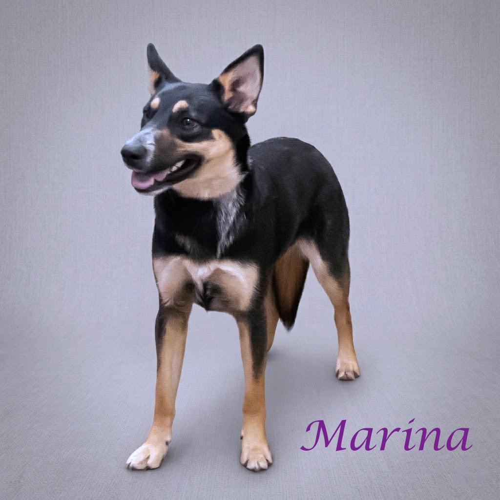 Enlarge Marina D26-090, a Adoptable mixed breed in Lebanon, TN image 1/6