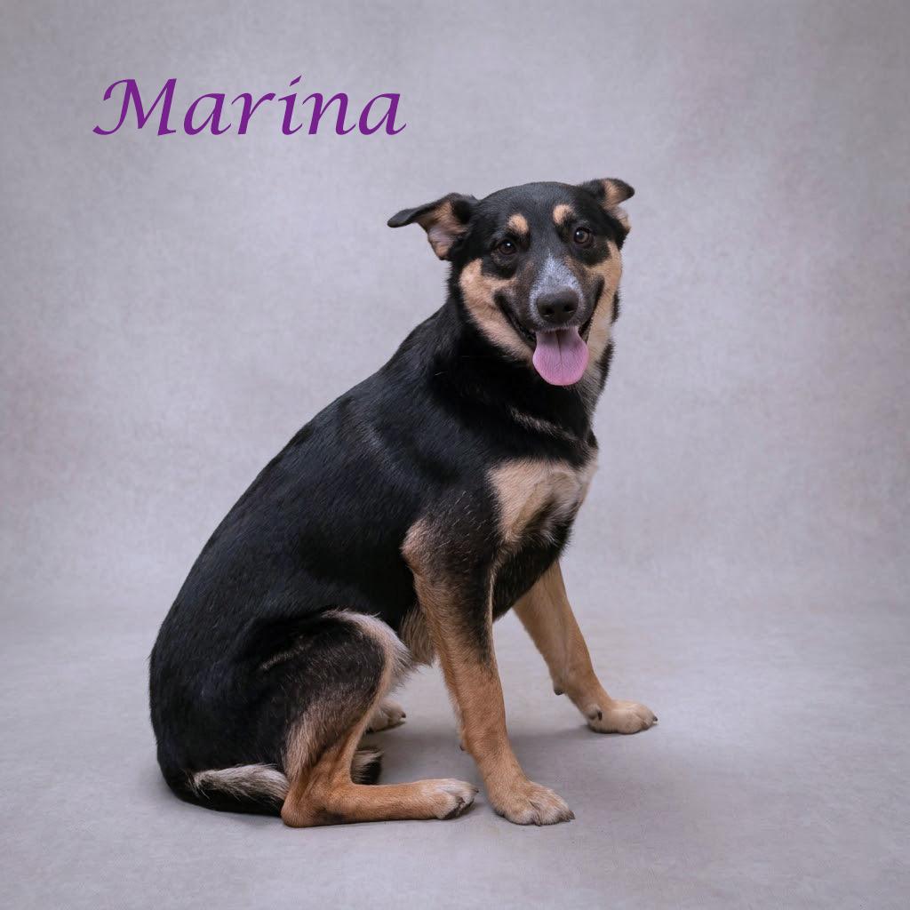 Enlarge Marina D26-090, a Adoptable mixed breed in Lebanon, TN image 2/6