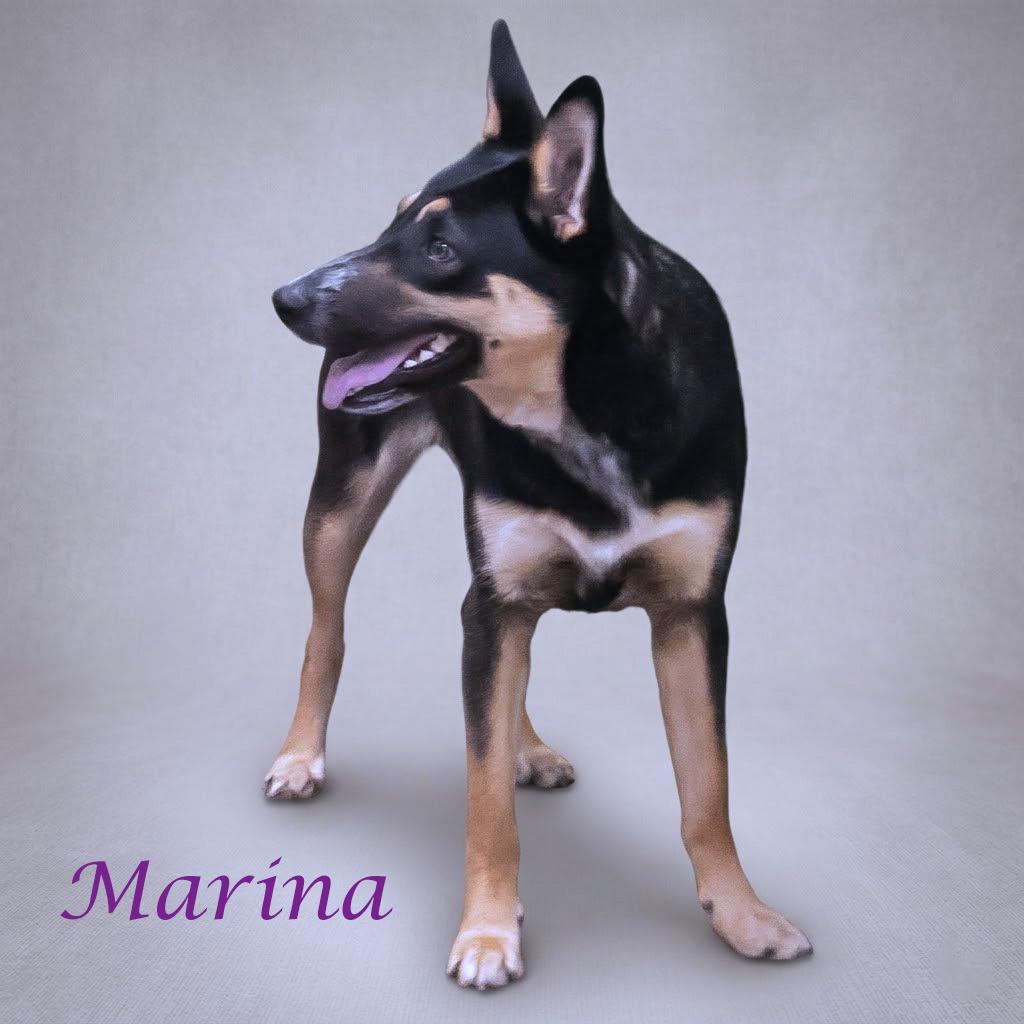 Enlarge Marina D26-090, a Adoptable mixed breed in Lebanon, TN image 3/6