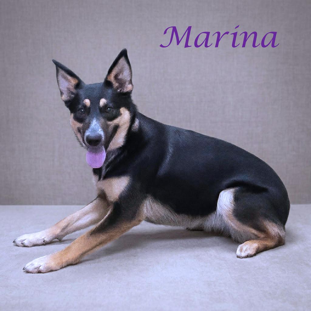Enlarge Marina D26-090, a Adoptable mixed breed in Lebanon, TN image 4/6