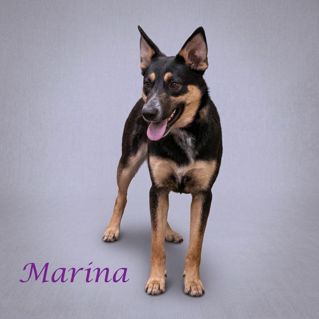 Enlarge Marina D26-090, a Adoptable mixed breed in Lebanon, TN image 5/6