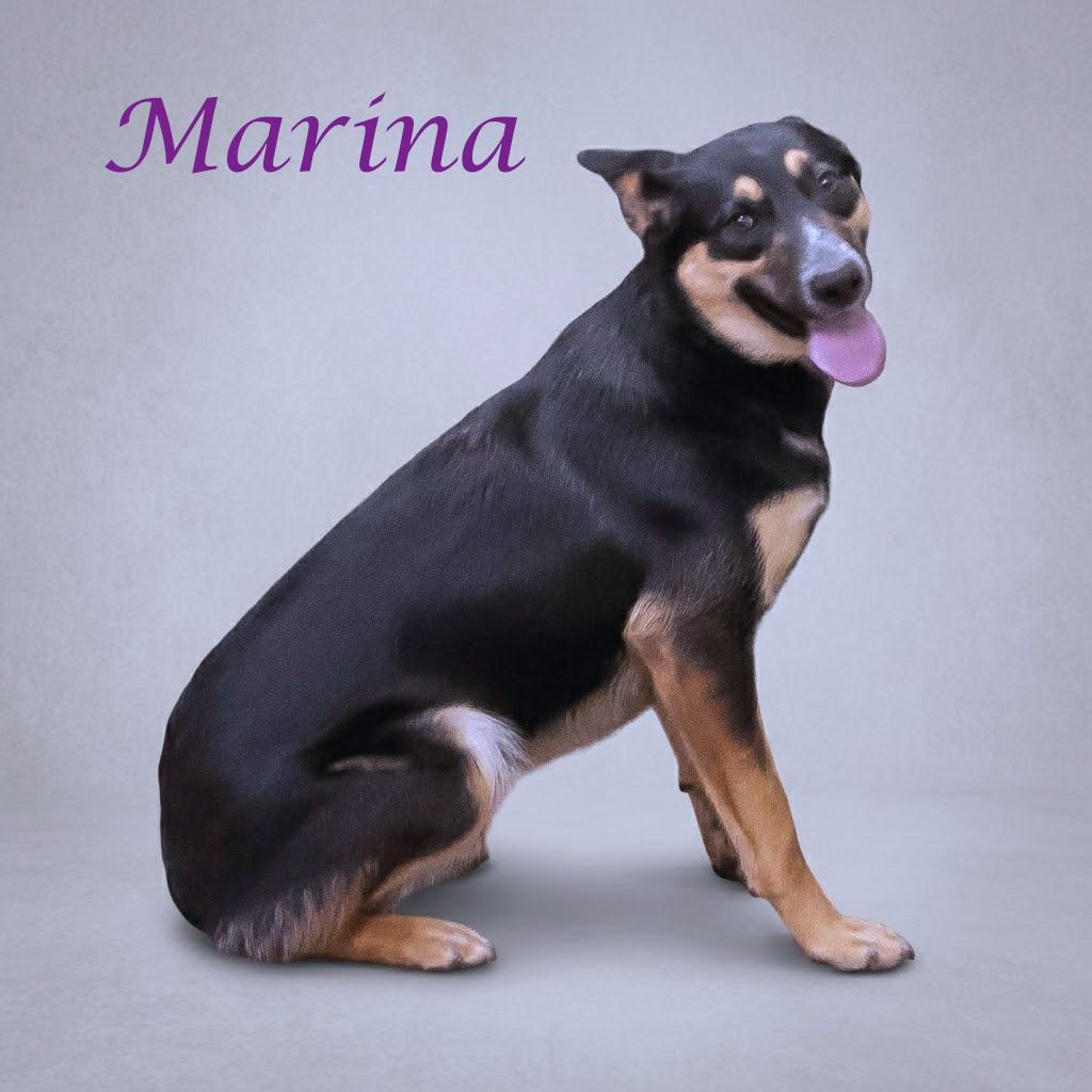 Enlarge Marina D26-090, a Adoptable mixed breed in Lebanon, TN image 6/6