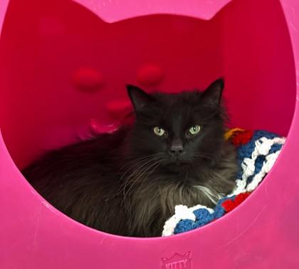 Manny, Adoptable, Adult Male Domestic Medium Hair & Domestic Short Hair.