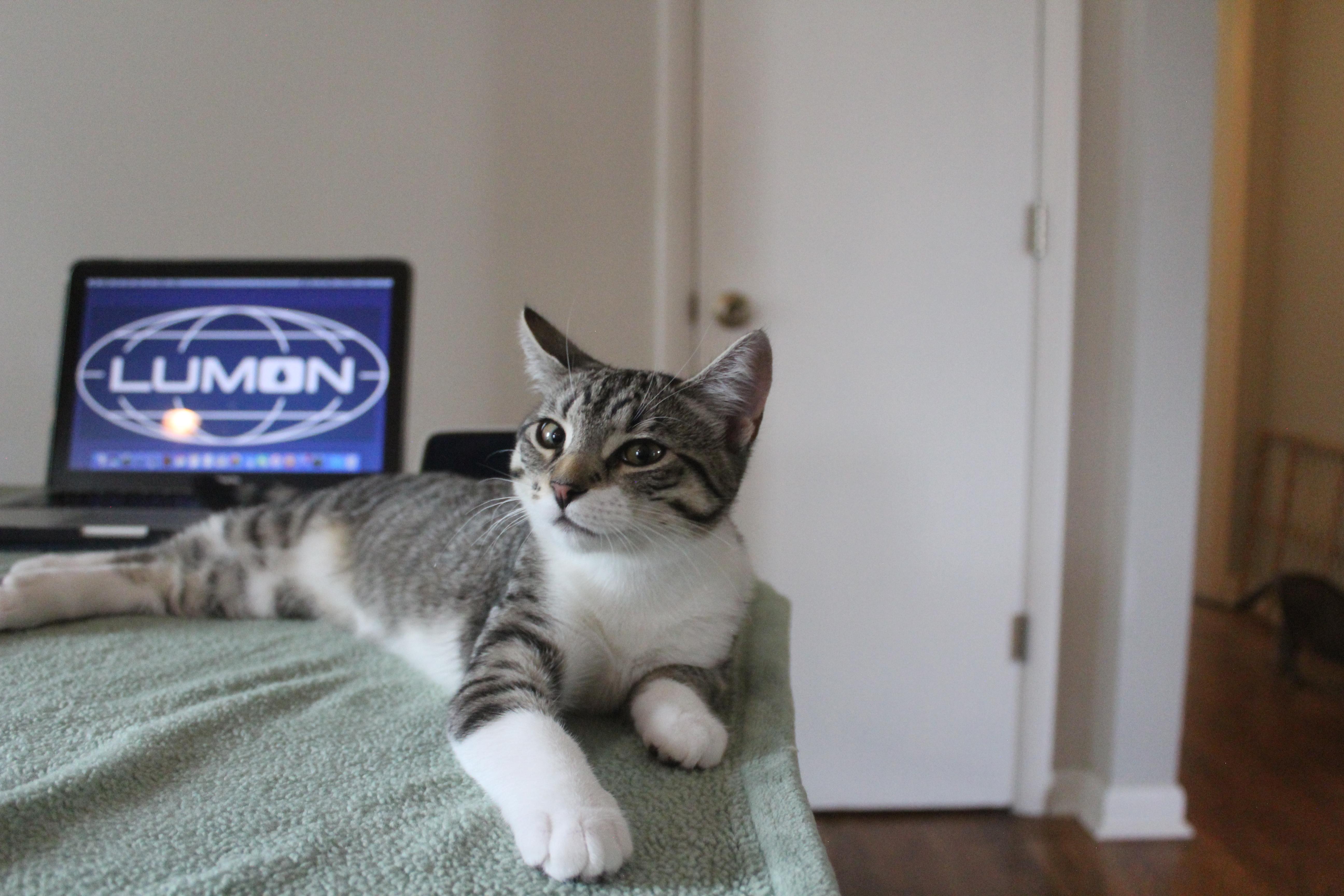 Enlarge Helly, a Adoptable Domestic Short Hair in Nashville, TN image 1/4