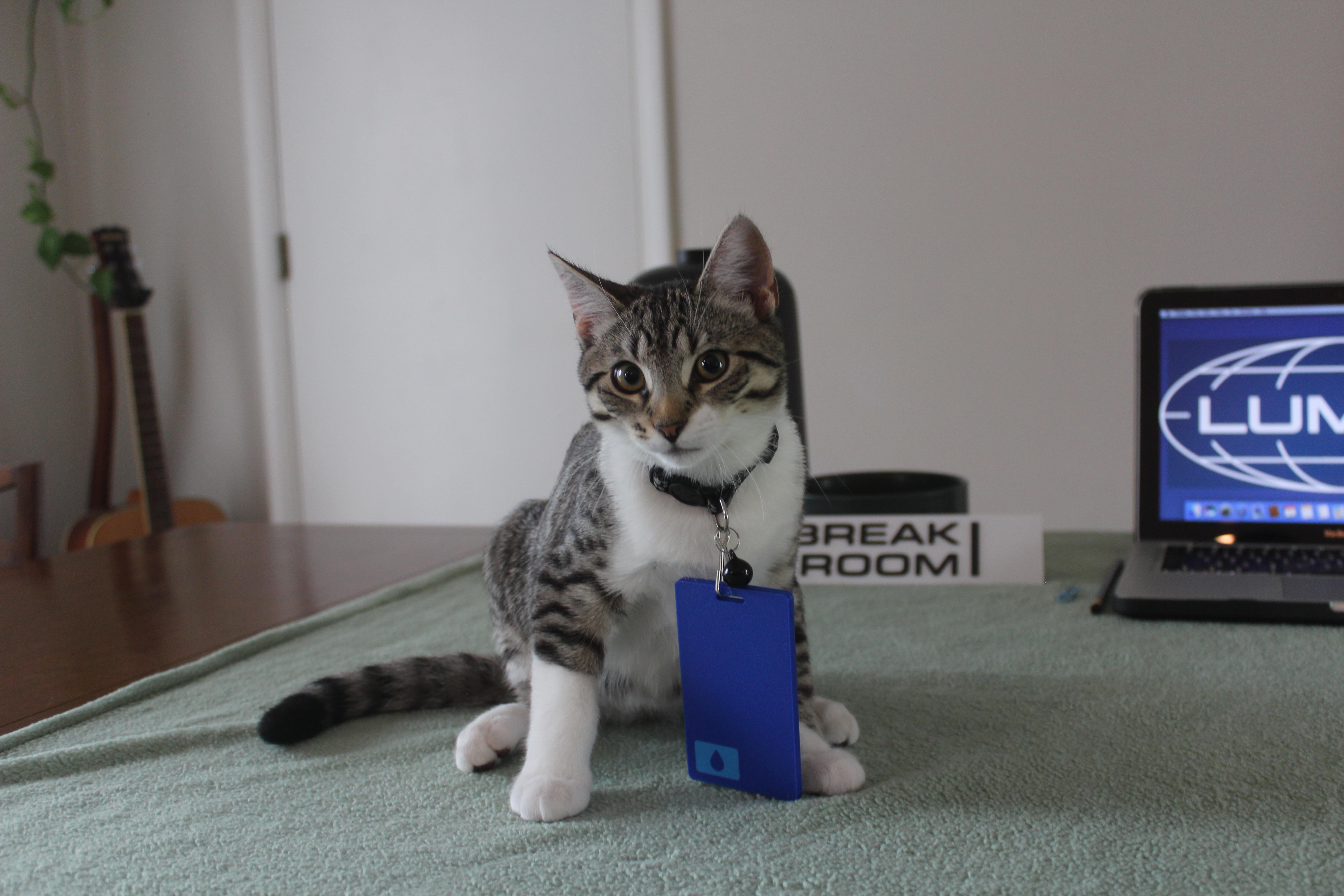 Enlarge Helly, a Adoptable Domestic Short Hair in Nashville, TN image 2/4