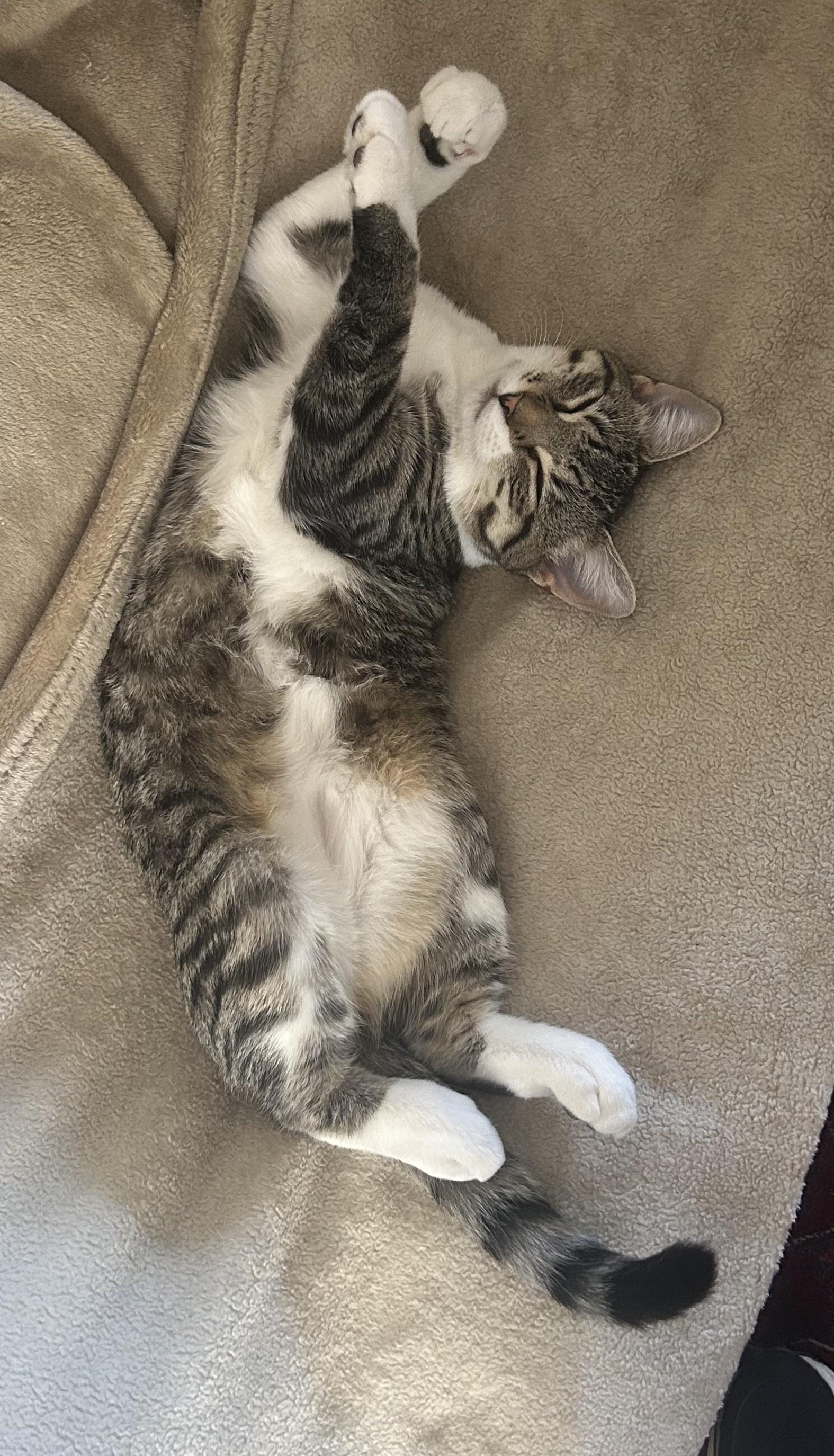 Enlarge Helly, a Adoptable Domestic Short Hair in Nashville, TN image 3/4