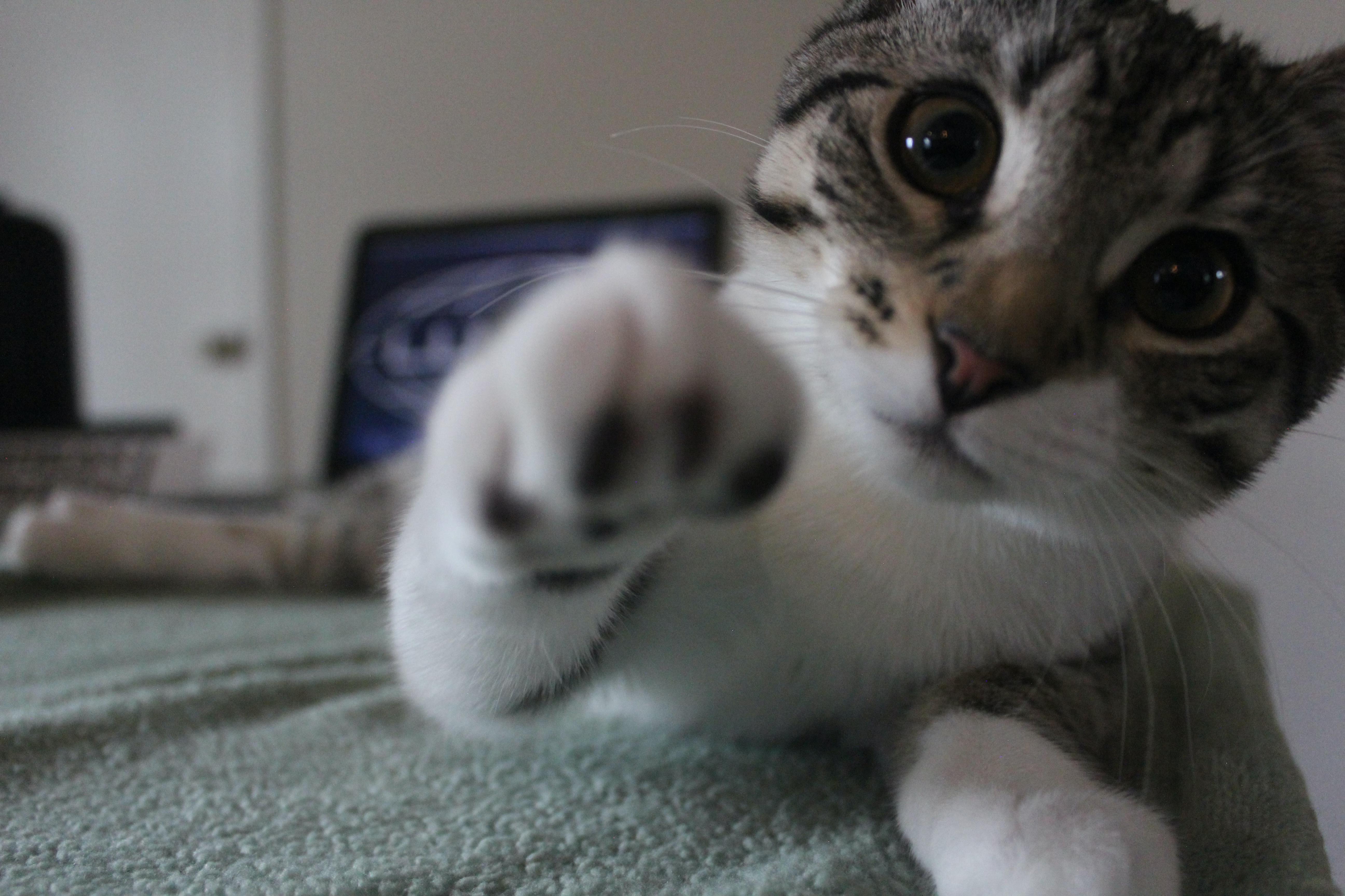 Enlarge Helly, a Adoptable Domestic Short Hair in Nashville, TN image 4/4