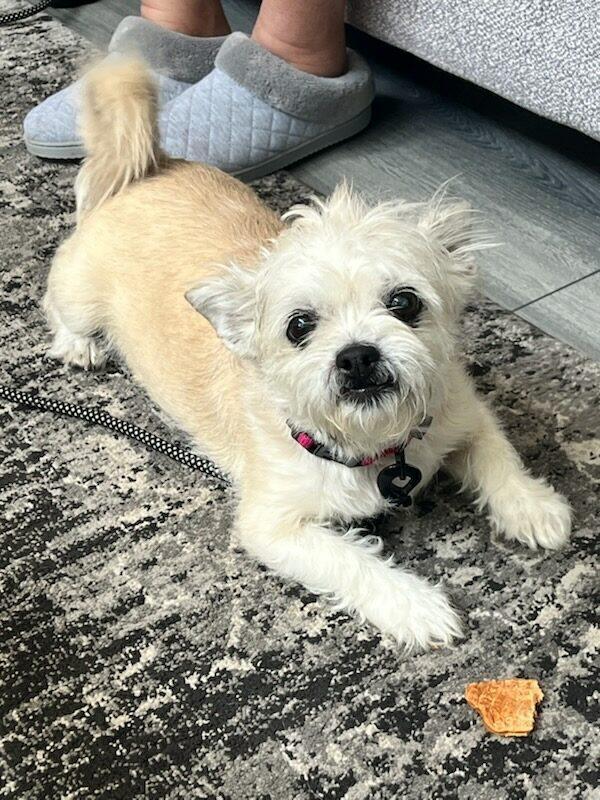 Niki, Adoptable, Senior Female Border Terrier.