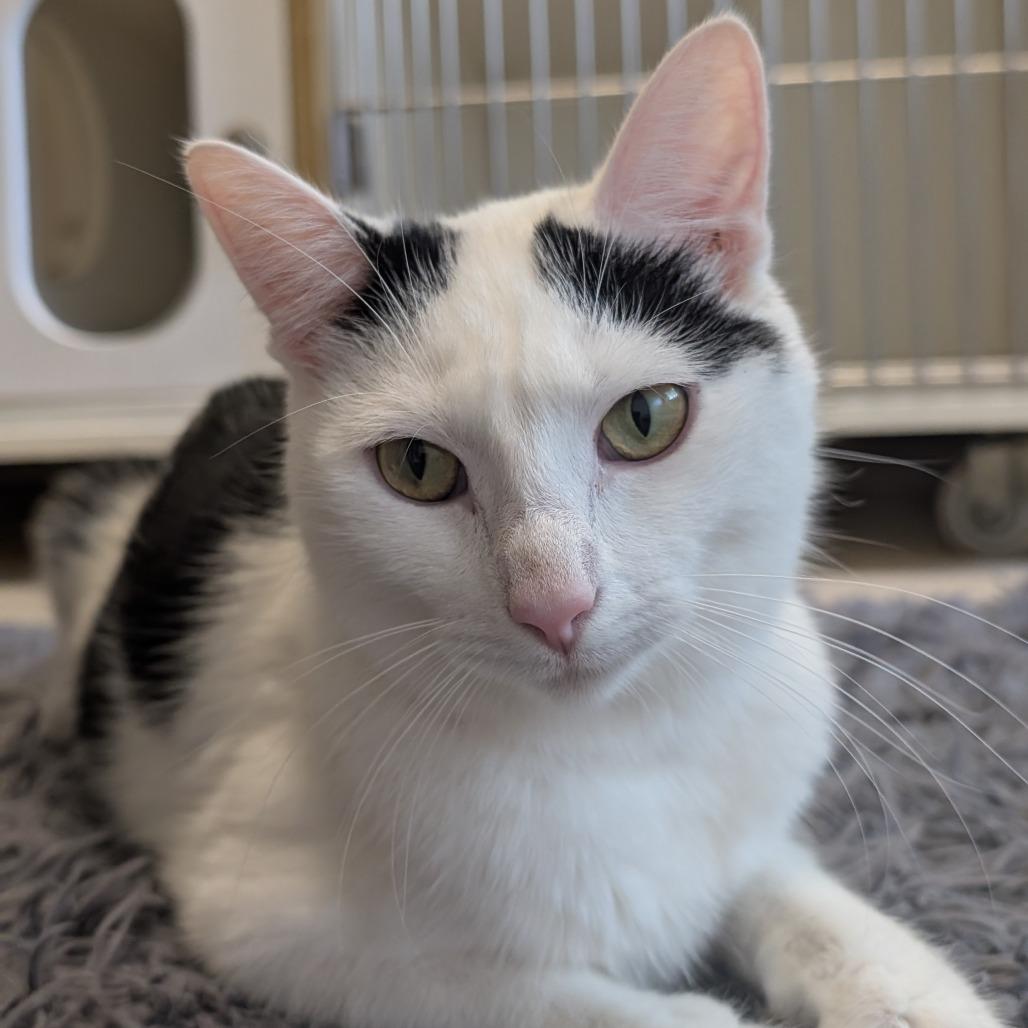 Enlarge Marceline the Vampire Queen, a Adoptable Domestic Short Hair in Toledo, OH image 1/2