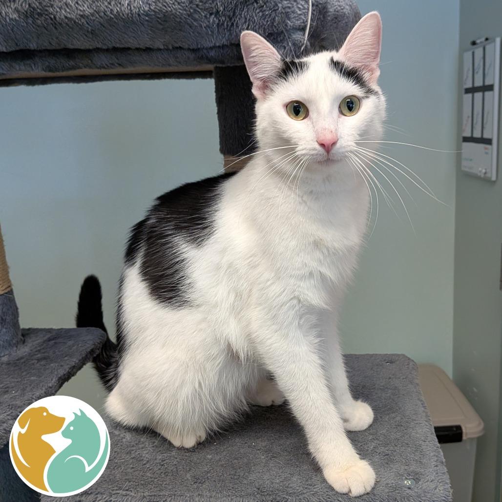 Enlarge Marceline the Vampire Queen, a Adoptable Domestic Short Hair in Toledo, OH image 2/2