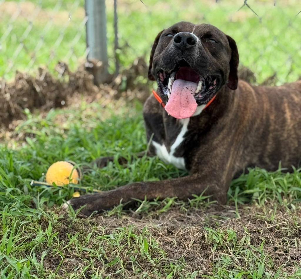 Axel, Adoptable, Young Male Catahoula Leopard Dog.
