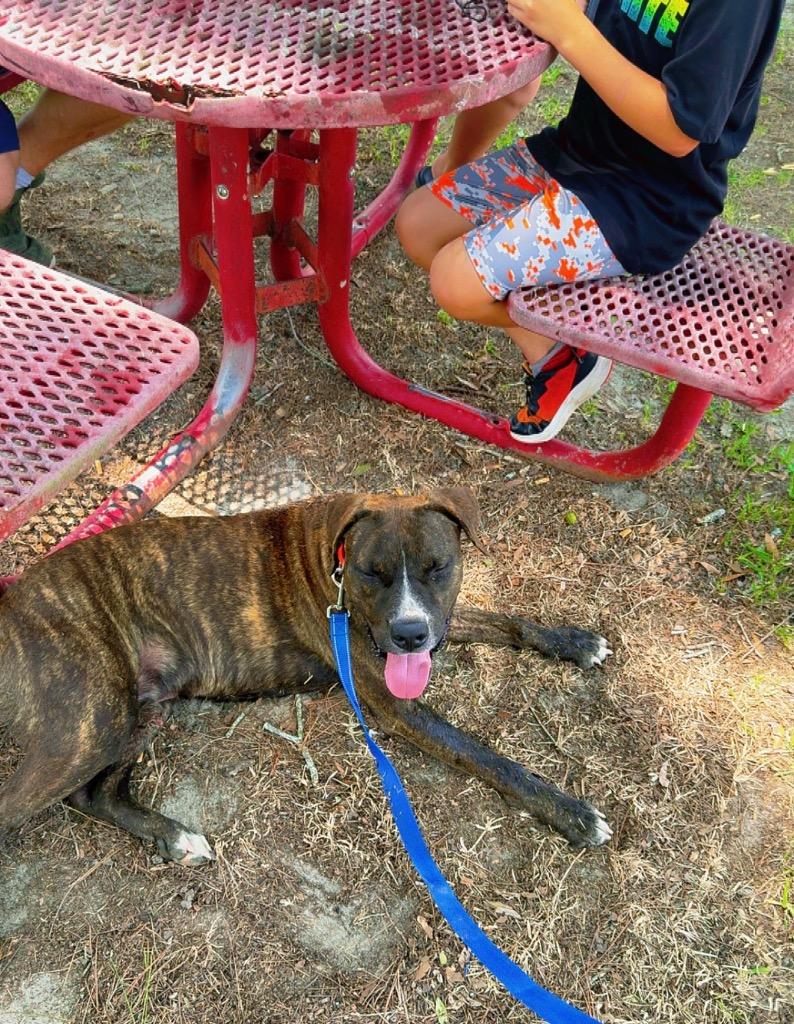 Axel, Adoptable, Young Male Catahoula Leopard Dog.