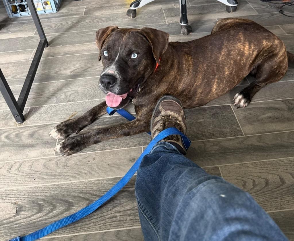 Enlarge Axel, a Adoptable Catahoula Leopard Dog in Nashville, GA image 2/5