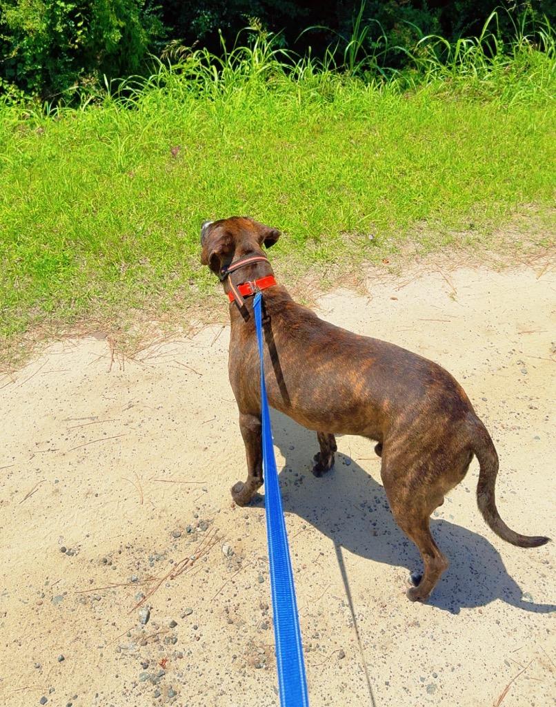 Enlarge Axel, a Adoptable Catahoula Leopard Dog in Nashville, GA image 4/5