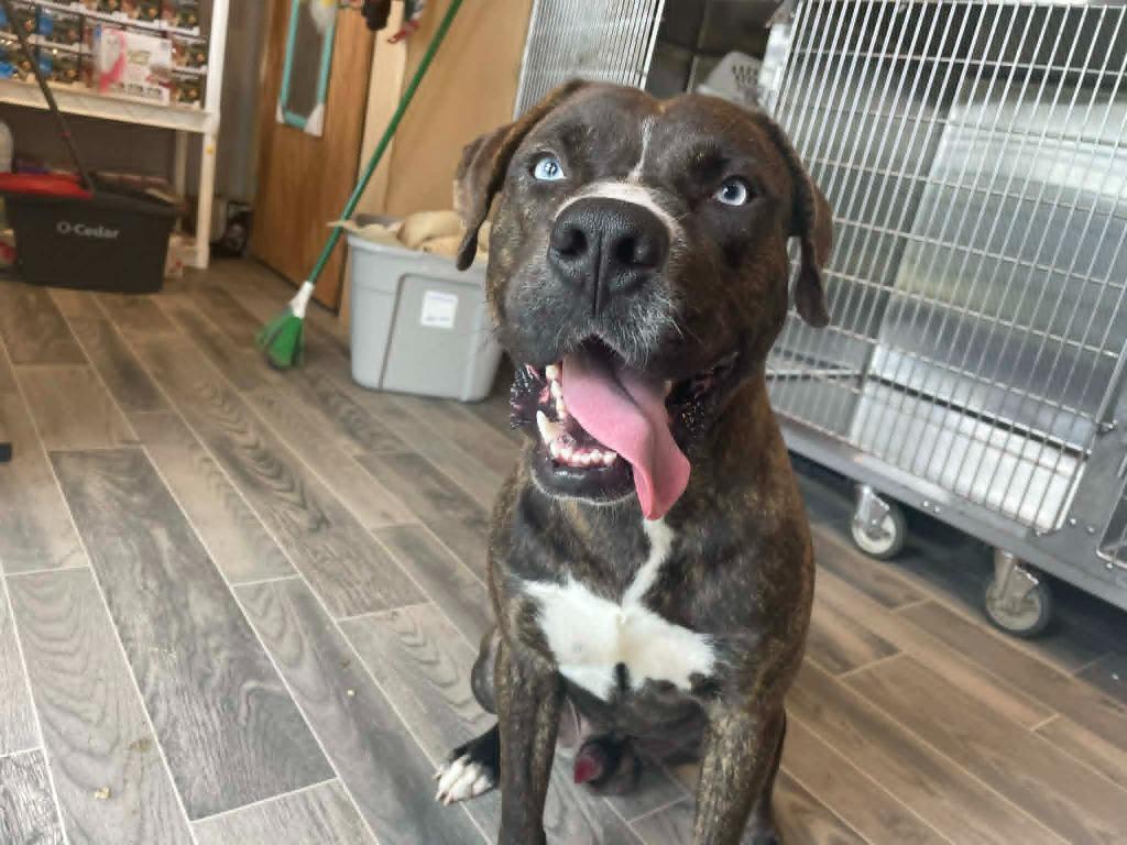 Enlarge Axel, a Adoptable Catahoula Leopard Dog in Nashville, GA image 5/5