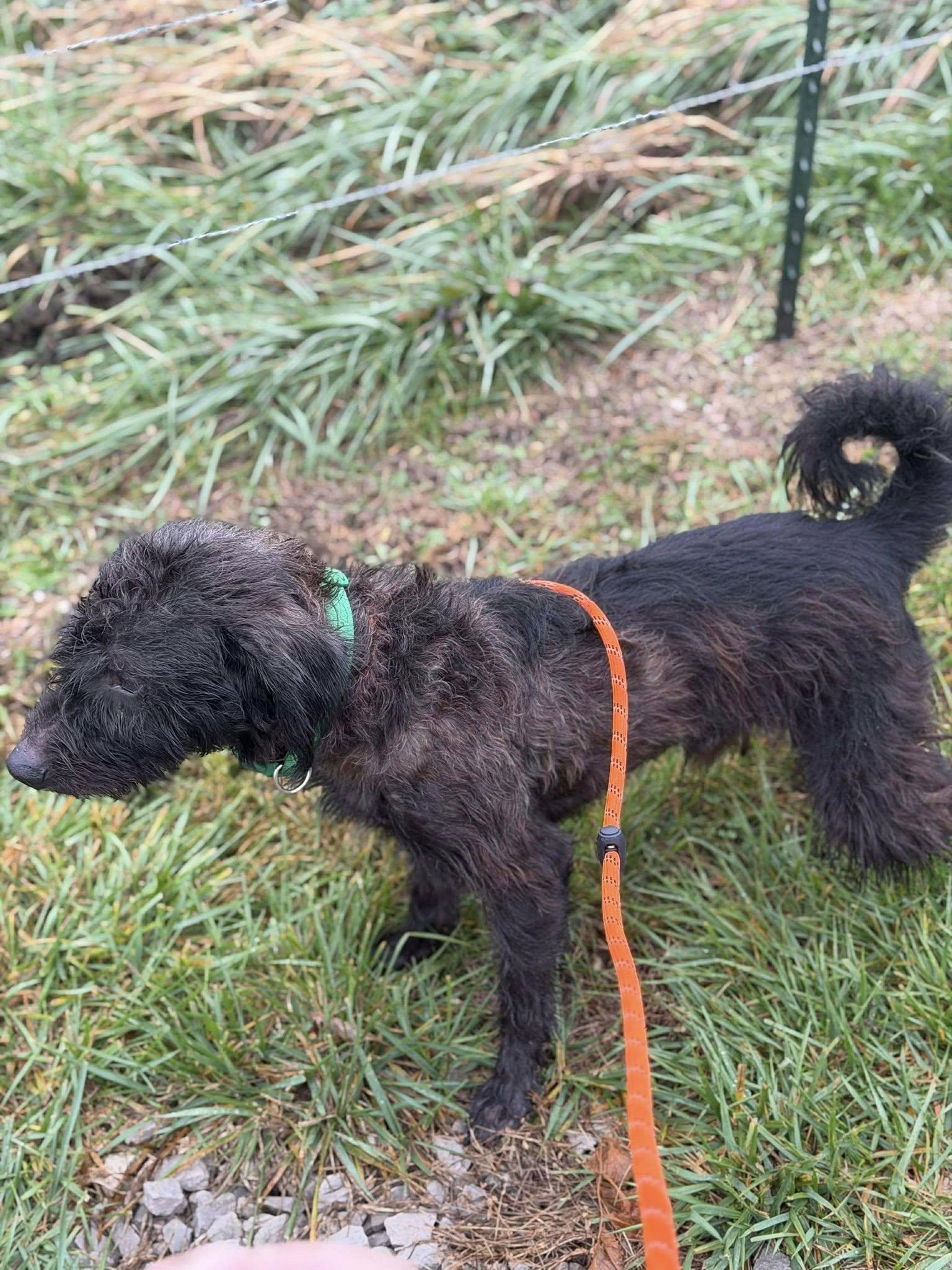 Shaggy, a Adoptable mixed breed in Munfordville, KY image 3/4