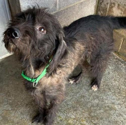 Shaggy, Adoptable, Adult Male Terrier.