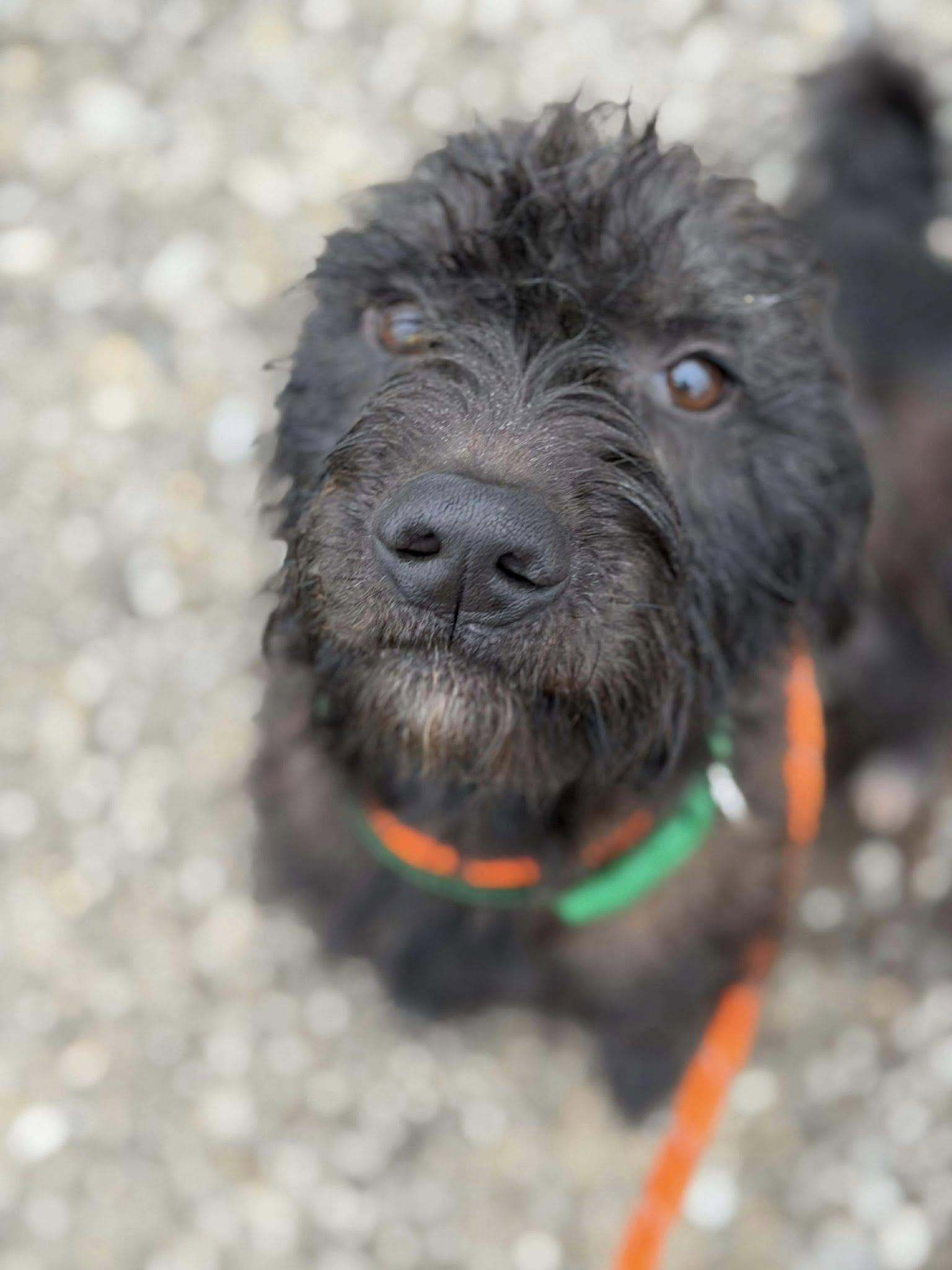 Shaggy, a Adoptable mixed breed in Munfordville, KY image 1/4