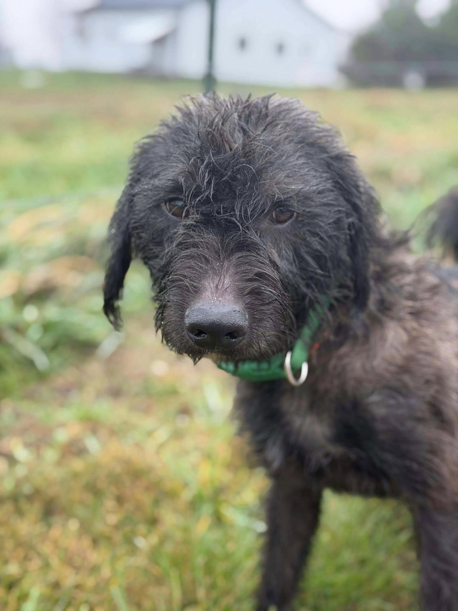 Shaggy, a Adoptable mixed breed in Munfordville, KY image 2/4