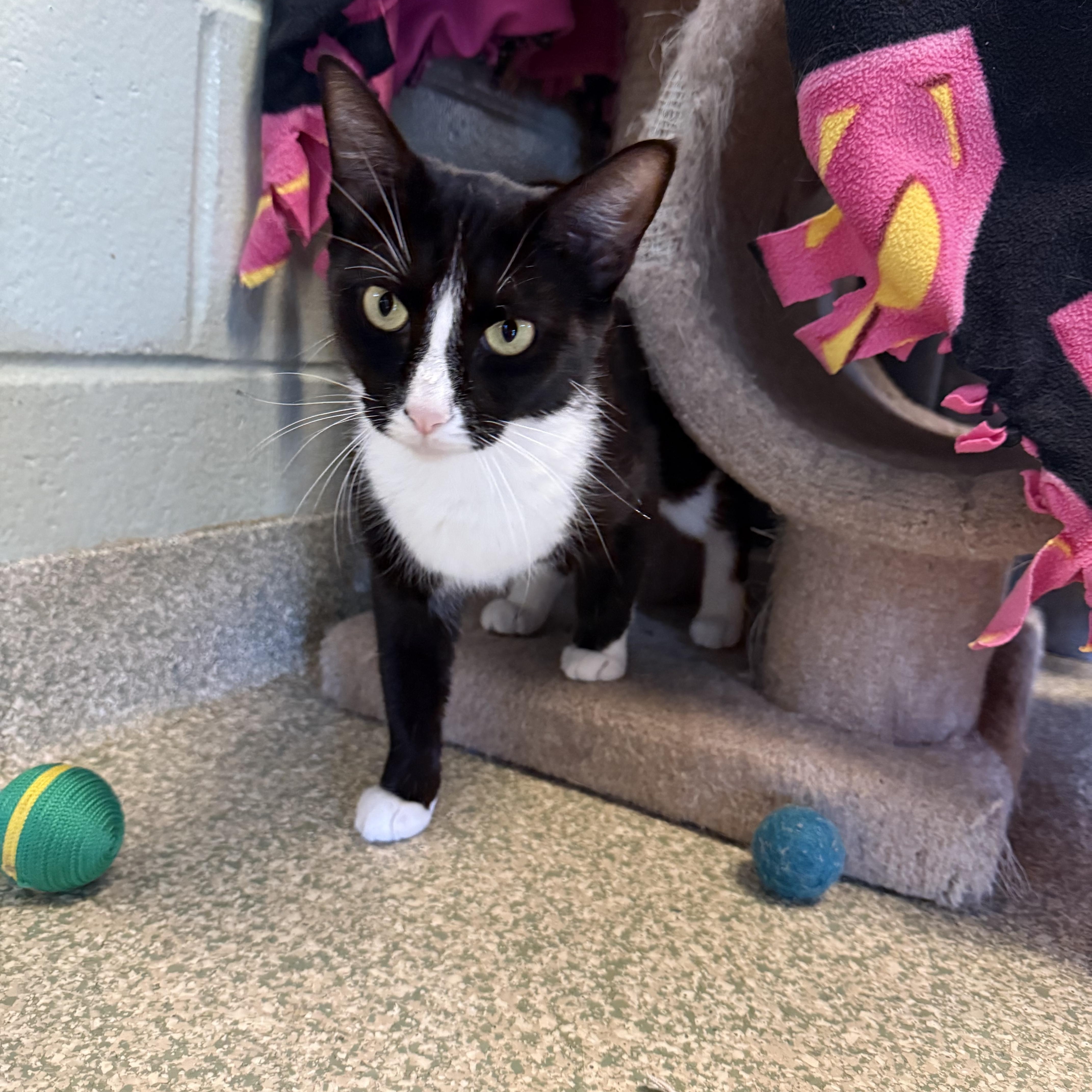 Enlarge Gaia, a Adopted Domestic Medium Hair in Brownsville, VT image 1/1