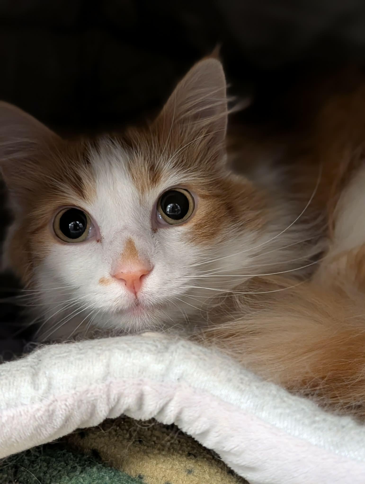 Sammie, adopted, Adult Male Domestic Long Hair.