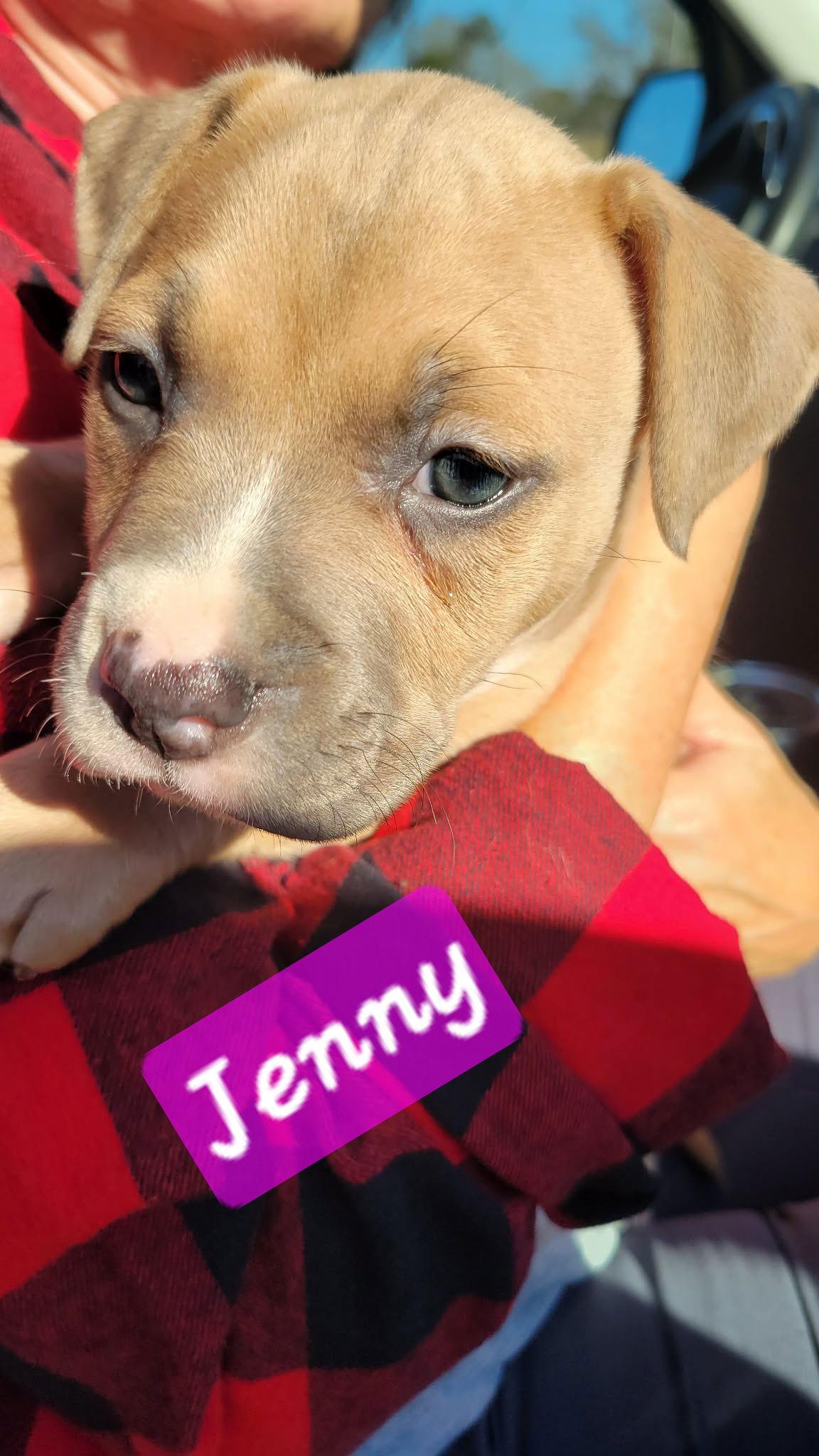 Enlarge Jenny, a Adoptable Pit Bull Terrier in Brooksville, FL image 1/2