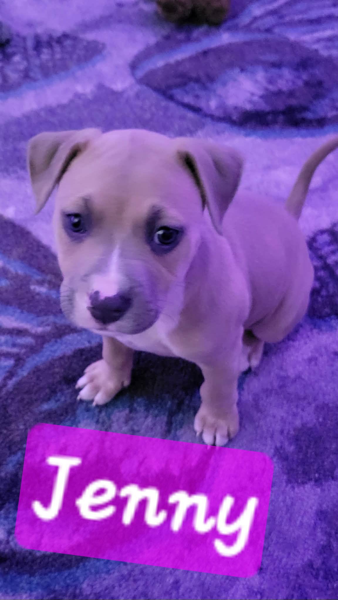 Enlarge Jenny, a Adoptable Pit Bull Terrier in Brooksville, FL image 2/2