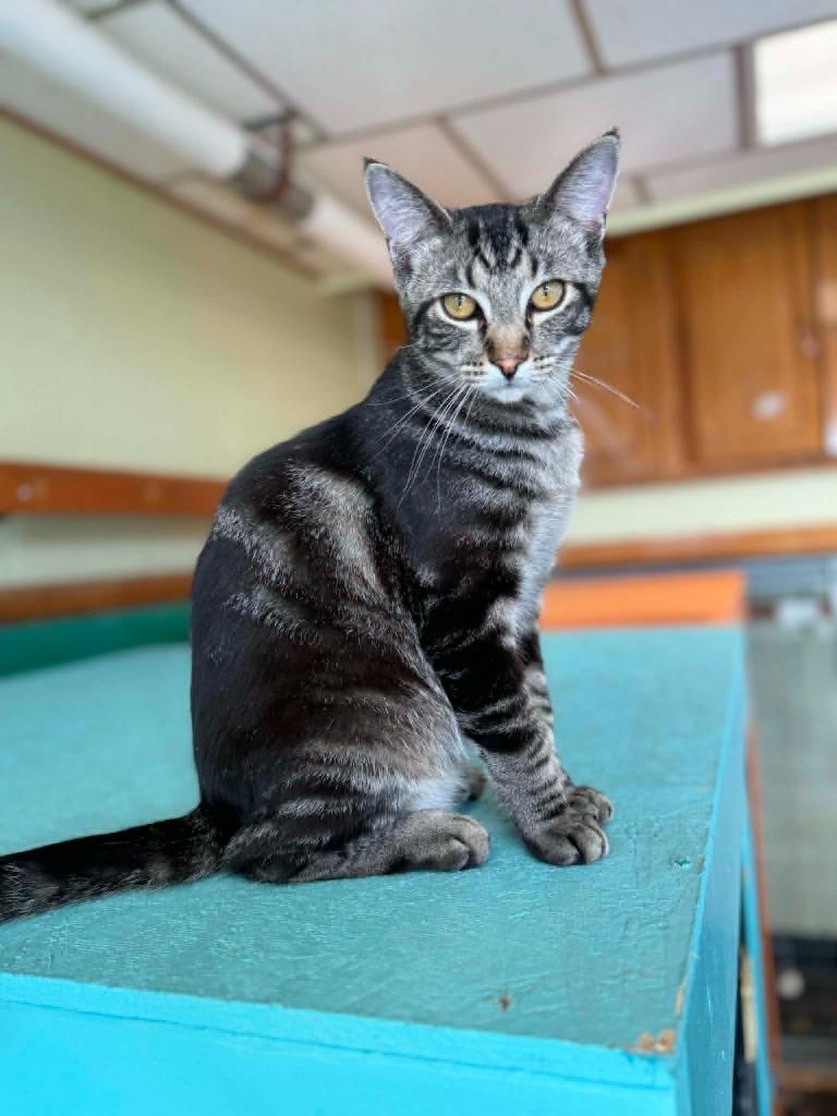 Cotton, Adoptable, Kitten Male Domestic Short Hair.