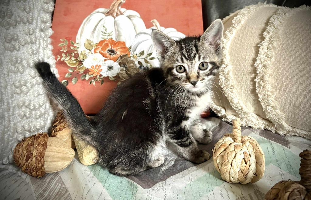 Enlarge Cotton, a Adoptable mixed breed in Effingham, IL image 1/4