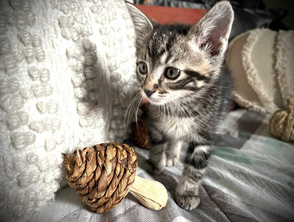 Enlarge Cotton, a Adoptable mixed breed in Effingham, IL image 4/4