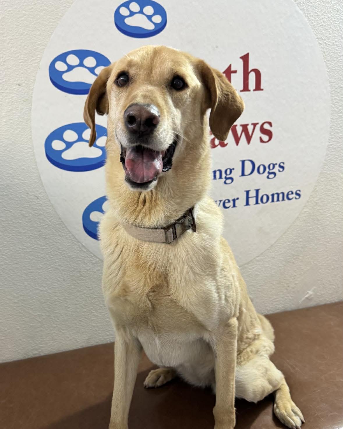 Mila, adoptable, Young Female Yellow Labrador Retriever.