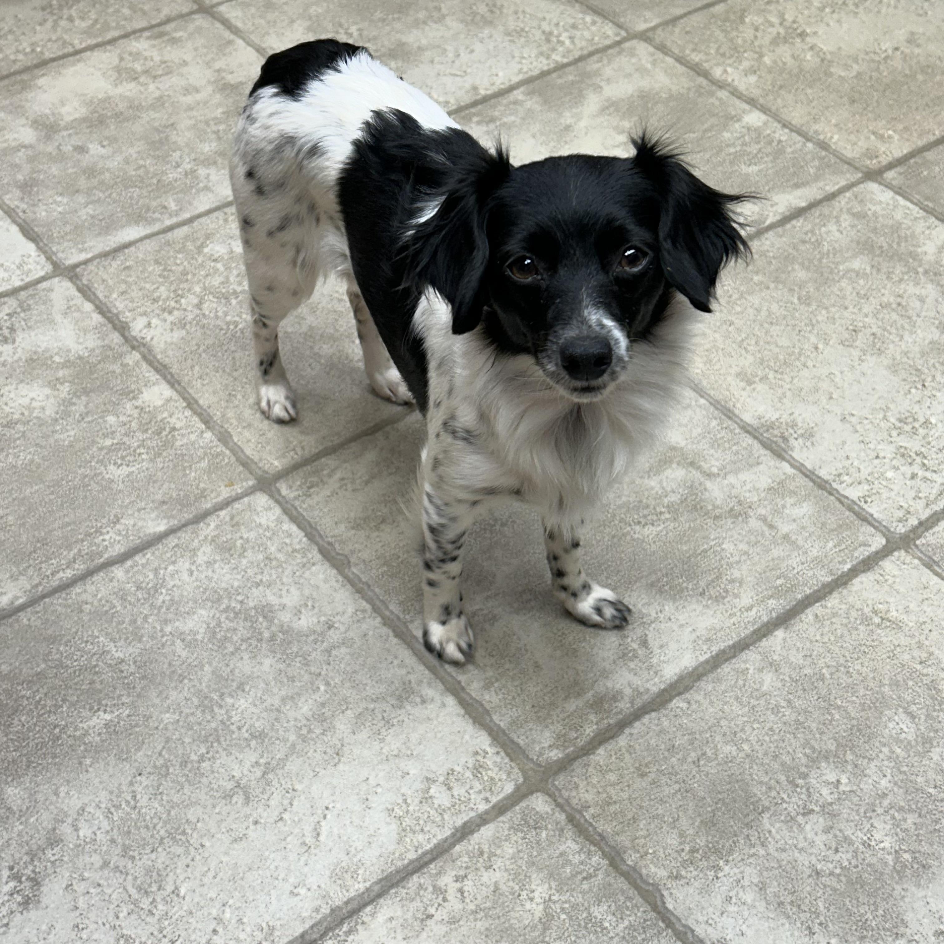 Casey, Adoptable, Adult Female Miniature Dachshund & Chihuahua.