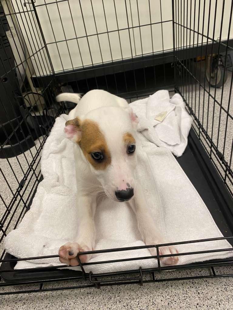 Lichen, Adoptable, Puppy Female Collie & Shepherd.