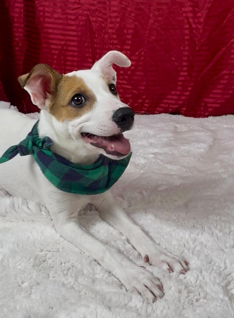 Enlarge Lichen, a Adoptable mixed breed in Phoenix, AZ image 2/4