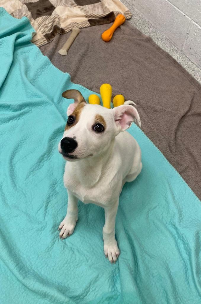 Enlarge Lichen, a Adoptable mixed breed in Phoenix, AZ image 3/4