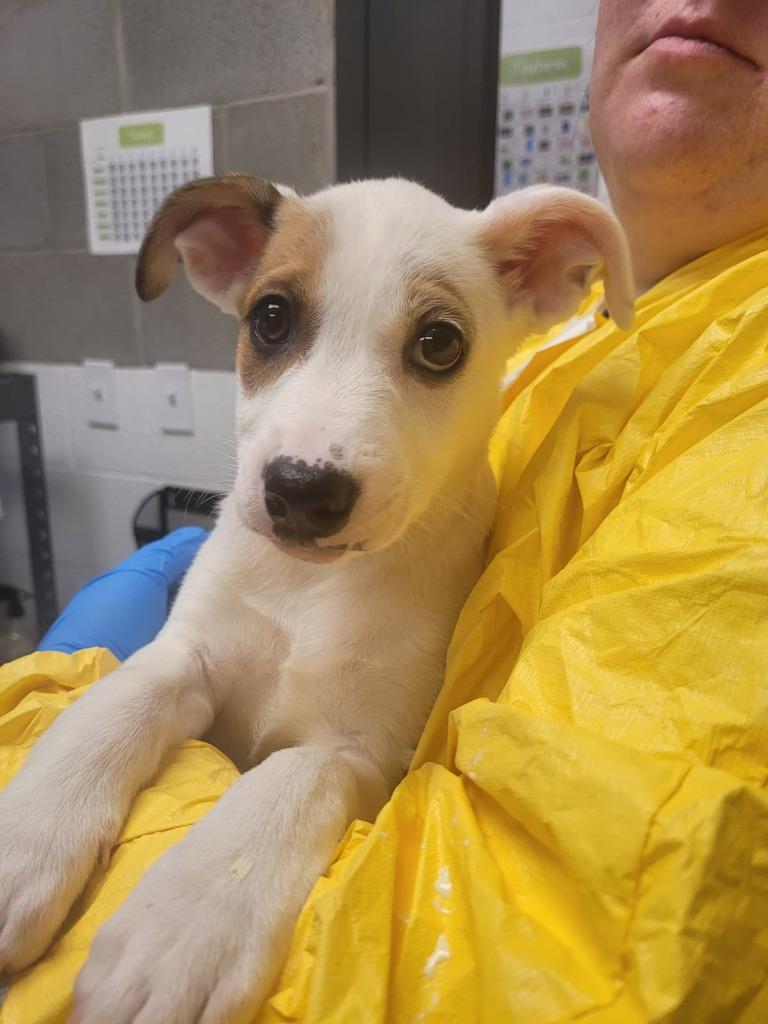 Enlarge Lichen, a Adoptable mixed breed in Phoenix, AZ image 4/4