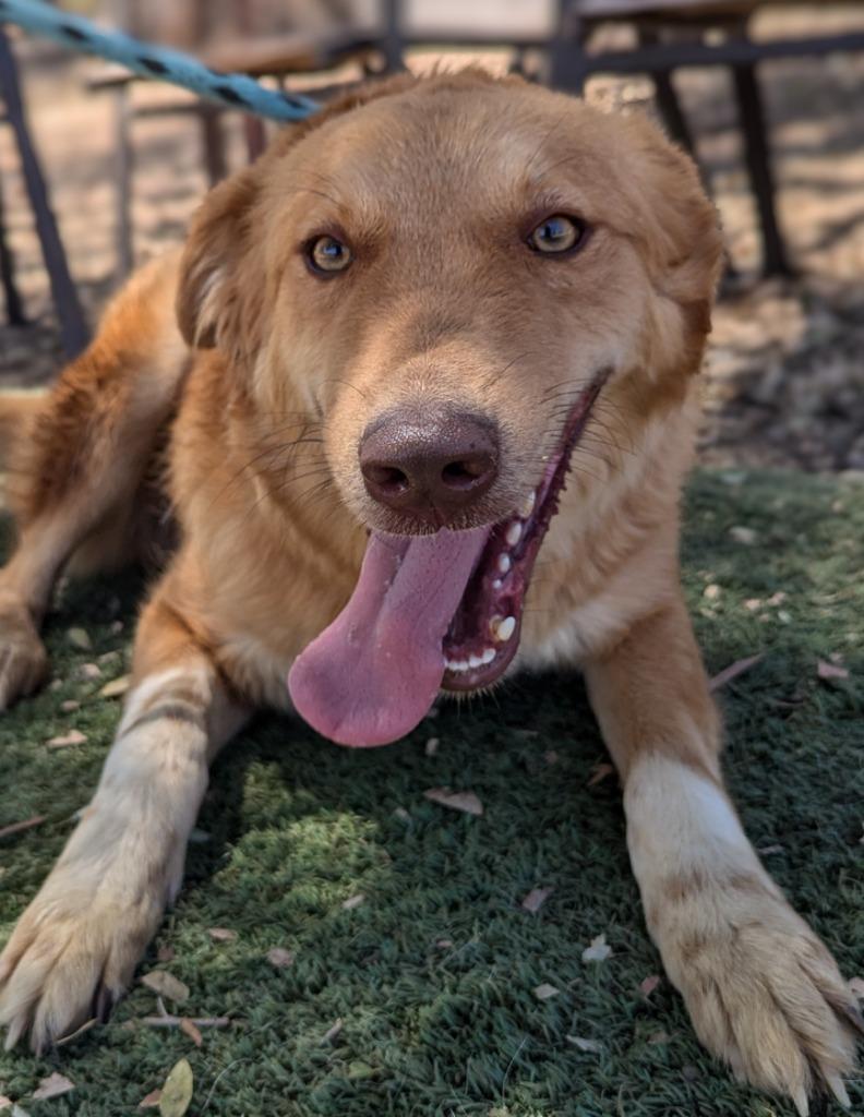 Dynamite (KSAR), Adoptable, Adult Male Golden Retriever & Afghan Hound.