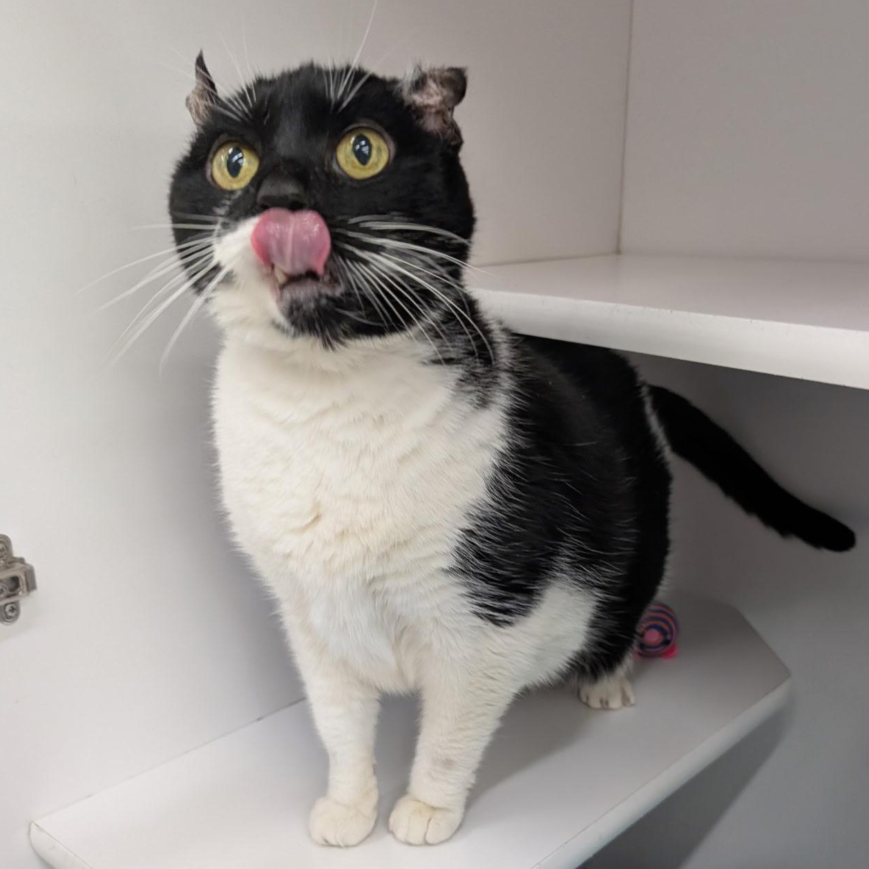 Pancake, ADOPTABLE, Adult Female Domestic Short Hair.