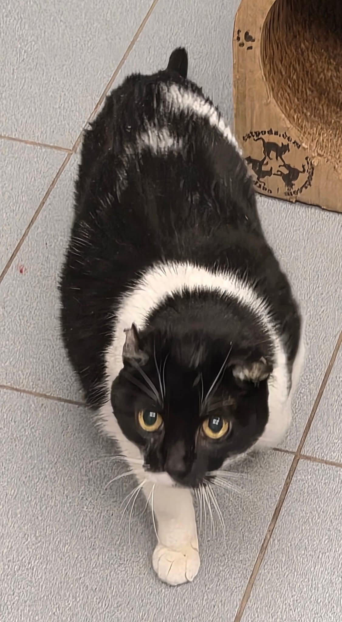 Enlarge Pancake, a ADOPTABLE Domestic Short Hair in Buffalo, NY image 4/4