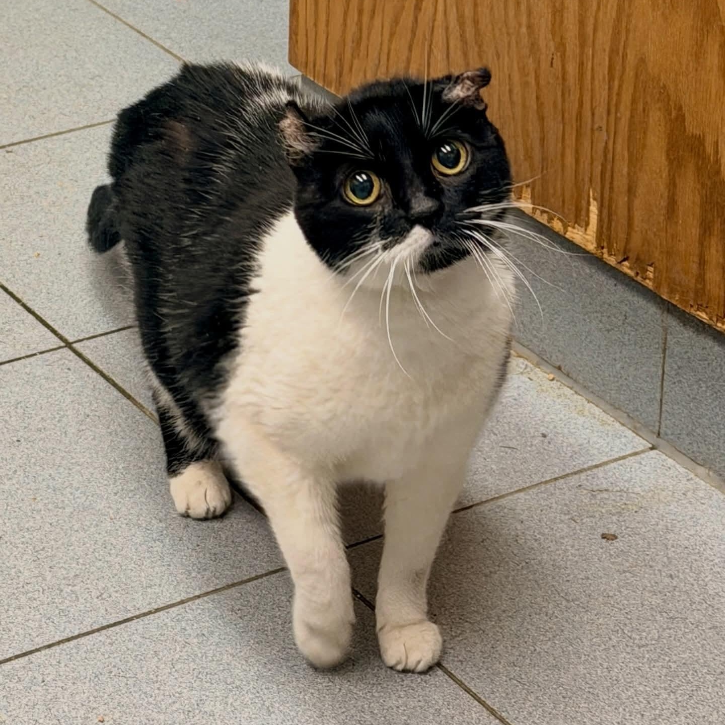 Enlarge Pancake, a ADOPTABLE Domestic Short Hair in Buffalo, NY image 2/4