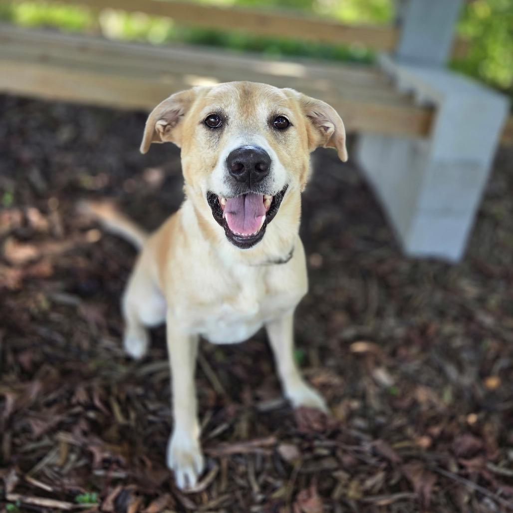 Mallow, Adoptable, Adult Male Yellow Labrador Retriever & Yellow Labrador Retriever.
