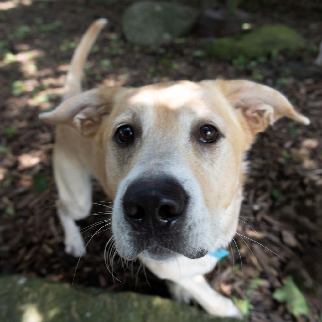 Enlarge Mallow, a Adoptable mixed breed in McKean, PA image 3/6