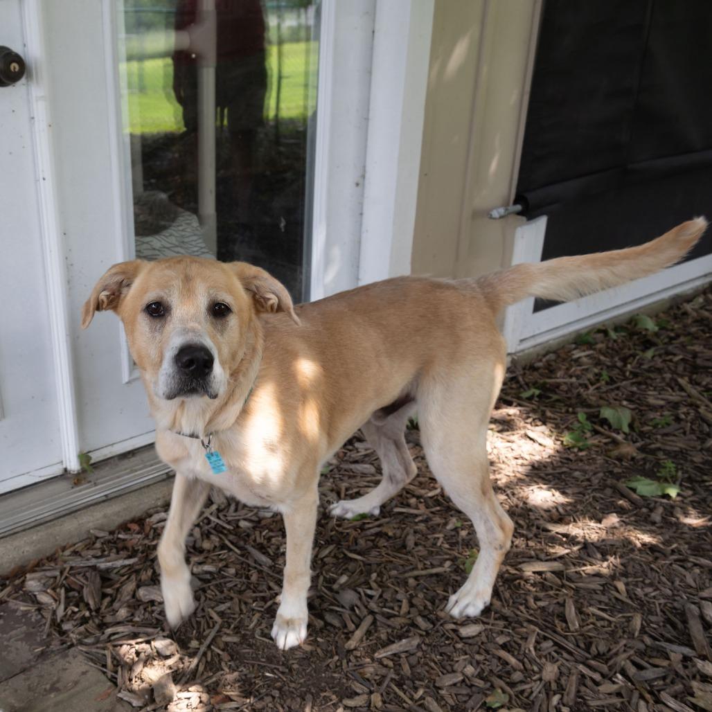 Enlarge Mallow, a Adoptable mixed breed in McKean, PA image 4/6