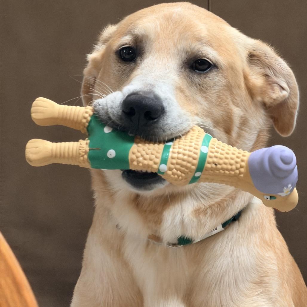 Enlarge Mallow, a Adoptable mixed breed in McKean, PA image 6/6